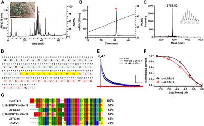 Variation of Two S3b Residues in KV4.1–4.3 Channels Underlies Their Different Modulations by Spider Toxin κ-LhTx-1